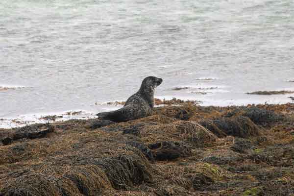w seal shetlands cropped 
