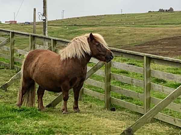 The Shetland's own pony on Yell. The Shetland pony