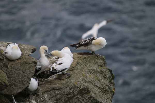 Northern Gannet Chicks nestling on the rocks at the Hermaness Nature Reserve, Unst, The Shetland Isles