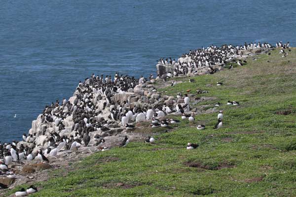 Thousands of guillemots on Farne Island