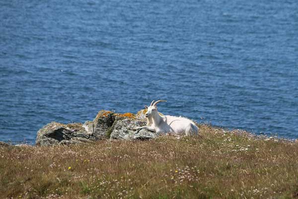 On the Great Orme with peace - a goat 